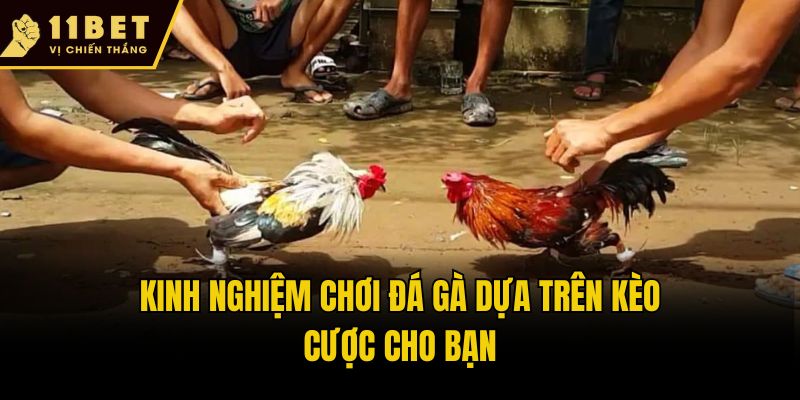 Kinh nghiệm chơi đá gà dựa trên kèo cược cho bạn